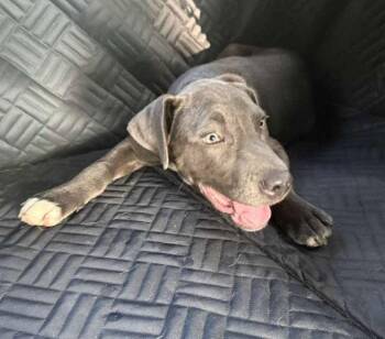 Neptune -  Labrador Retriever Dog for Adoption in The Woodlands, Texas - Neptune | PetCurious