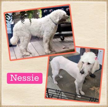 Nessie -  Standard Poodle and Great Pyrenees Dog for Adoption in Alexander, Arkansas - Nessie | PetCurious