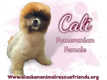 Pomeranian Dogs Available for Adoption in Anchorage, Alaska - Cali | PetCurious