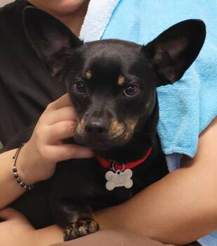 Miniature Pinscher and Chihuahua Dogs Available for Adoption in Harrison, New York - Dakota | PetCurious