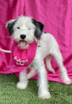 Maltese and Terrier Dogs Available for Adoption in Rowland Heights, California - MIA | PetCurious