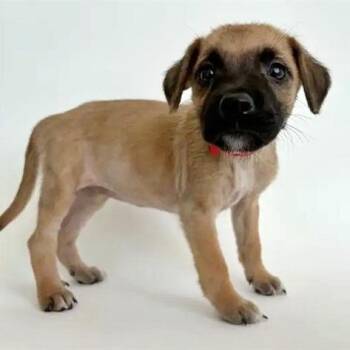Also -  Terrier Dog for Adoption in Brentwood, Missouri - Also | PetCurious