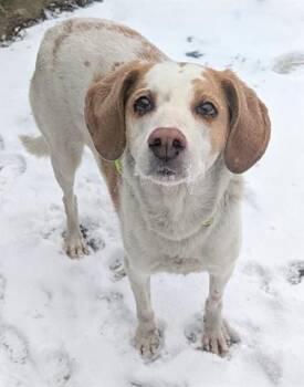 Beagle and English Springer Spaniel Dogs Available for Adoption - SPINELLI | PetCurious