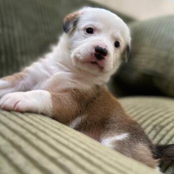 Australian Shepherd and Mixed Breed Dogs Available for Adoption in Phoenix, Arizona - Dolly | PetCurious
