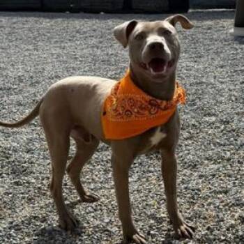 Pit Bull Terrier and Mixed Breed Dogs Available for Adoption in Marion, North Carolina - Thumper | PetCurious