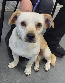 Pen 237c Maximus -  Chihuahua Dog for Adoption in Lawrenceville, Georgia - Pen 237c Maximus | PetCurious