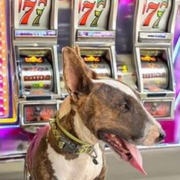 Rescue Bull Terrier Dogs for Adoption in Palm Desert, California - Jax | PetCurious