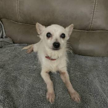 Cooper aka Dorito -  Chihuahua Dog for Adoption in West Jordan, Utah - Cooper Aka Dorito | PetCurious