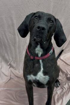 Plott Hound Dogs Available for Adoption - Annabelle | PetCurious
