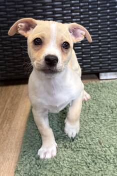 Mack -  Chihuahua Dog for Adoption in Plant City, Florida - Mack | PetCurious