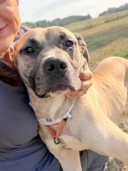 Huey -  Mixed Breed Dog for Adoption in Menomonie, Wisconsin - Huey | PetCurious