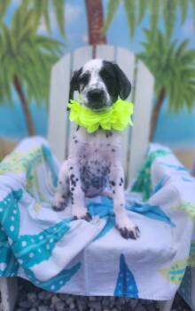 Dalmatian and Standard Poodle Dogs Available for Sale - Penny | PetCurious