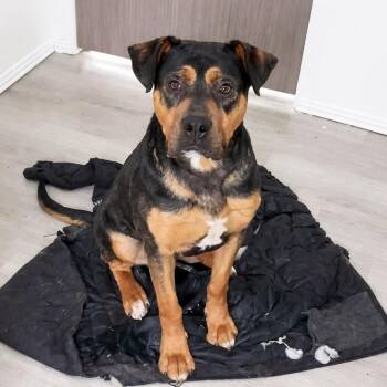 American Bulldog and Labrador Retriever Dogs Available for Adoption - Samson | PetCurious