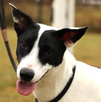 Rescue Hound and Saluki Dogs for Adoption in Frederick, Maryland - Precious-Available! Www.lhar.dog To Apply! | PetCurious