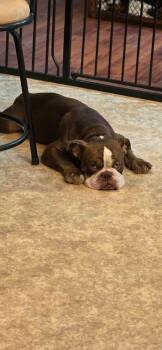 Memphis -  American Bulldog Dog for Adoption in Sparta, Illinois - Memphis | PetCurious