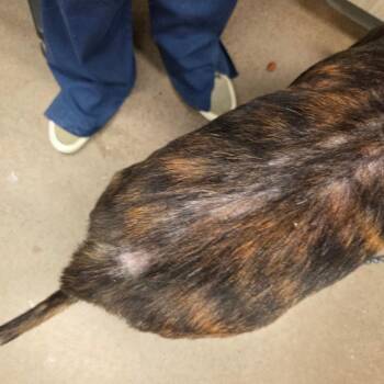 Hercules -  Mixed Breed Dog for Adoption in Chattanooga, Tennessee - Hercules | PetCurious