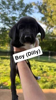 Dilly -  Great Dane and Great Pyrenees Dog for Adoption in Chambersburg, Pennsylvania - Dilly | PetCurious