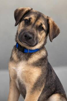 German Shepherd Dog and Terrier Dogs Available for Adoption - Rayni | PetCurious