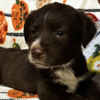 Anthony -  Labrador Retriever and Australian Shepherd Dog for Adoption in Liverpool, Texas - Anthony | PetCurious
