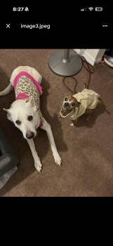 Lucy -  German Shepherd Dog and Belgian Shepherd Malinois Dog for Adoption in Estero, Florida - Lucy | PetCurious