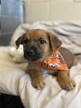 Rescue German Shepherd Dog Dogs for Adoption in Chula Vista, California - SCARAH SCREAMS | PetCurious