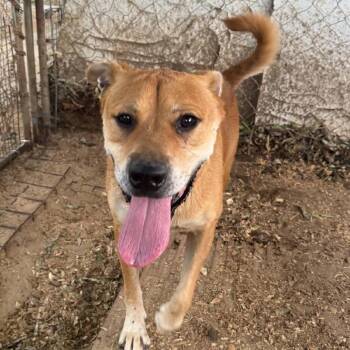 Snap -  Black Mouth Cur and Mixed Breed Dog for Adoption in Stephenville, Texas - Snap | PetCurious