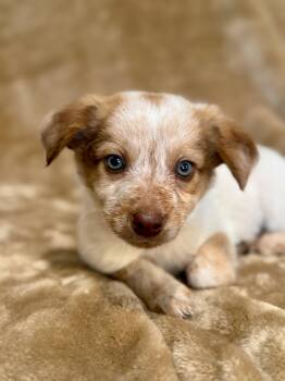 Australian Shepherd and Border Collie Dogs Available for Adoption - Prince | PetCurious