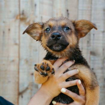 Australian Cattle Dog Blue Heeler Dogs Available for Adoption in Jackson, Wyoming - Bobber | PetCurious