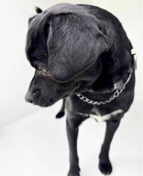 Chihuahua and Pug Dogs Available for Adoption in Houston, Texas - A654705 | PetCurious