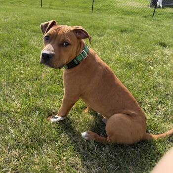 Pit Bull Terrier and Cane Corso Dogs Available for Adoption in Minneapolis, Minnesota - Rambo | PetCurious