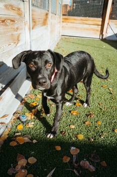 Rescue Black Labrador Retriever Dogs for Adoption in Jackson, Wyoming - Brie | PetCurious