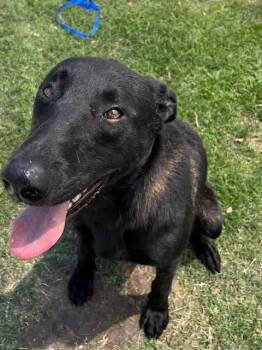 Gordon -  Belgian Shepherd Malinois Dog for Adoption in Vancouver, Washington - Gordon | PetCurious