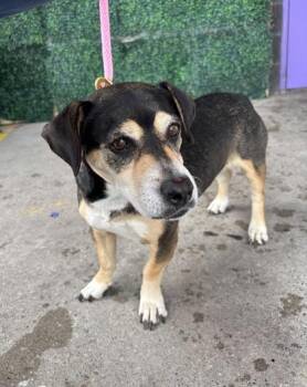Beagle and Mixed Breed Dogs Available for Adoption in El Paso, Texas - 60916167 | PetCurious