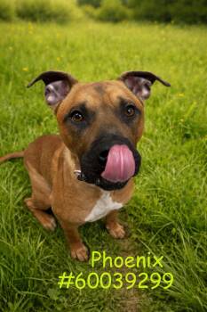 Black Mouth Cur Dogs Available for Adoption - Phoenix  | PetCurious