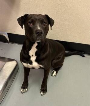 Teva -  Pit Bull Terrier Dog for Adoption in Phoenix, Oregon - Teva | PetCurious