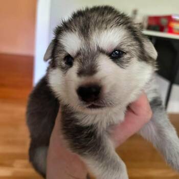 Poppy -  Husky and Shepherd Dog for Adoption in Honesdale, Pennsylvania - Poppy | PetCurious