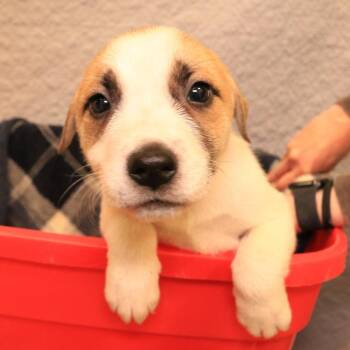 Pit Bull Terrier Dogs Available for Adoption in Rifle, Colorado - Steel (26-1E-2) | PetCurious