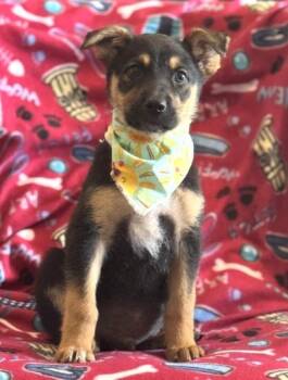 German Shepherd Dog and Mixed Breed Dogs Available for Adoption in Morristown, New Jersey - Grey | PetCurious