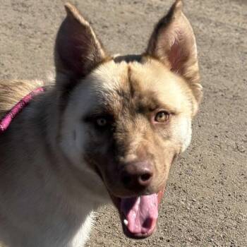 Husky and Mixed Breed Dogs Available for Adoption in Metamora, Michigan - Ronan | PetCurious