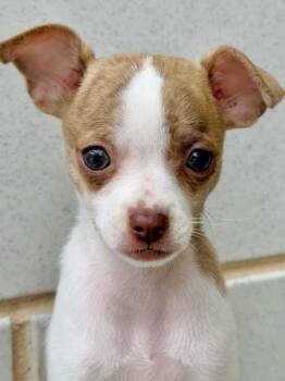 Mickey -  Chihuahua and Mixed Breed Dog for Adoption in Morristown, New Jersey - Mickey | PetCurious