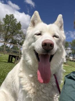 Siberian Husky Dogs Available for Adoption in Westminster, Maryland - SWEETIE PIE | PetCurious
