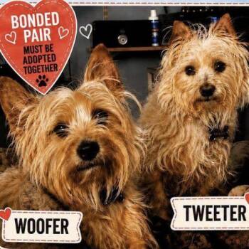 Woofer -  Cairn Terrier Dog for Adoption in Broken Arrow, Oklahoma - Woofer | PetCurious
