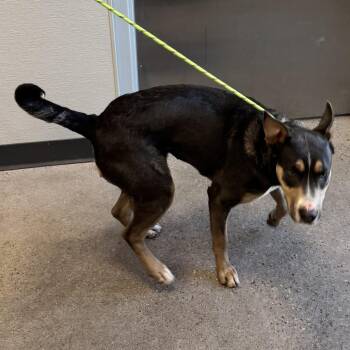 Lala -  Mixed Breed Dog for Adoption in Las Cruces, New Mexico - Lala | PetCurious