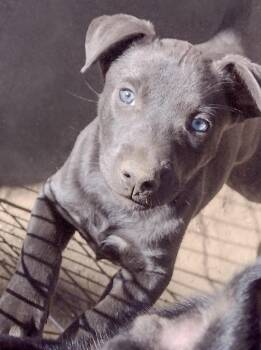 Opal -  German Shepherd Dog and Australian Shepherd Dog for Adoption in Carlsbad, California - Opal | PetCurious