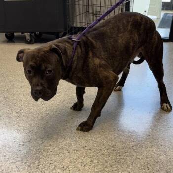Thor -  Pit Bull Terrier Dog for Adoption in Des Moines, Iowa - Thor | PetCurious