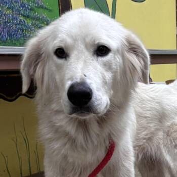 Samuel — The Boy Who is Ready to Belong -  Great Pyrenees and Golden Retriever Dog for Adoption in Houston, Texas - Samuel — The Boy Who Is Ready To Belong | PetCurious