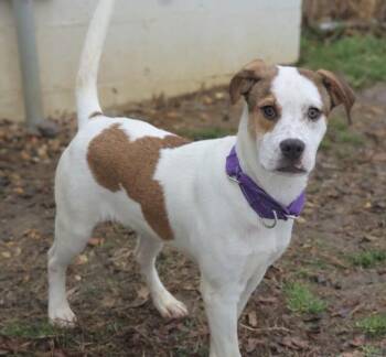 Hound Dogs Available for Adoption - Pup Glacier | PetCurious
