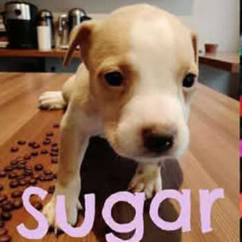 Rescue Pit Bull Terrier Dogs for Adoption in Armonk, New York - AAD New Arrival! Sugar - 25285 | PetCurious