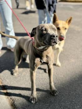 Harley -  Pit Bull Terrier and Mixed Breed Dog for Adoption in El Paso, Texas - Harley | PetCurious