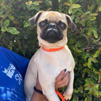 Petunia -  Pug Dog for Adoption in Goleta, California - Petunia | PetCurious